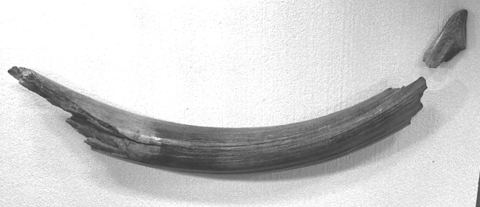 Vorschau: K - 65 B, Mammutzahn