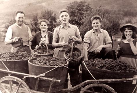 Vorschau: F - 31, Weinlese